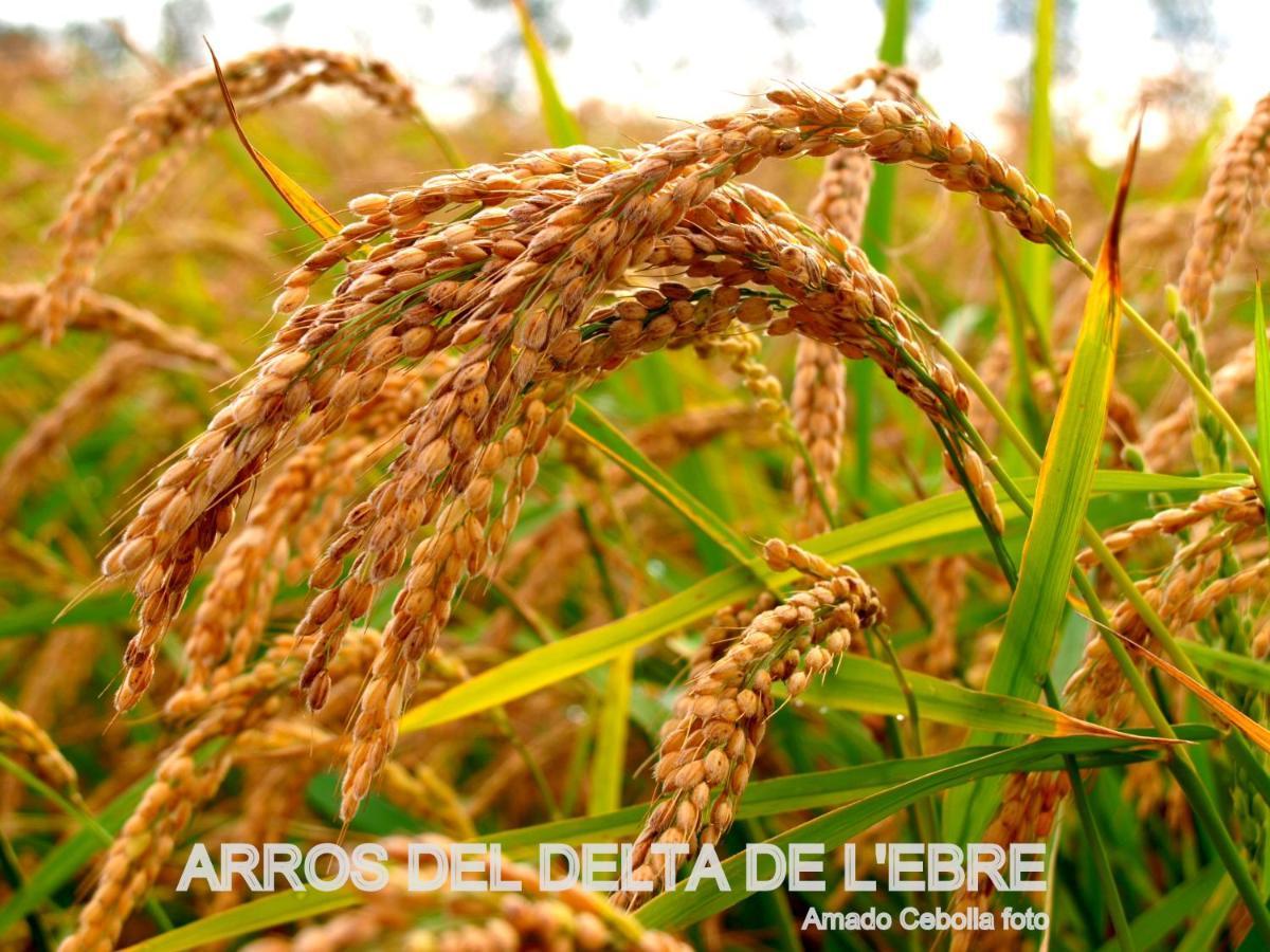 Сasa de vacaciones Paquita - Delta De L'ebre *
